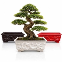 Chậu Nhựa Mini Bonsai Họa Tiết Rồng Đẹp, Nhiều Màu Sắc