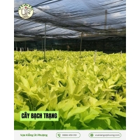 Cây Bạch Trạng