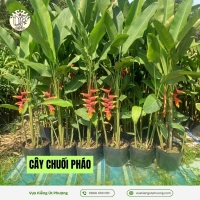 Cây Chuối Pháo