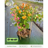 Cây Hoa Giấy Đỏ