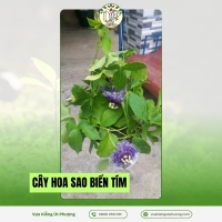Cây Hoa Sao Biển Tím