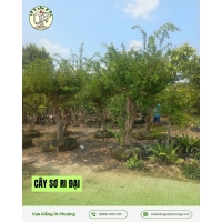 Cây Sơ Ri Đại 70 Hoành