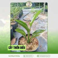 Cây Thiên Điểu