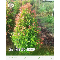 Cây Hồng Lộc