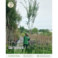 Cây Tường Vi
