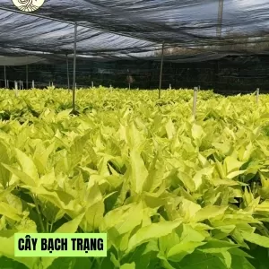 Cây Bạch Trạng