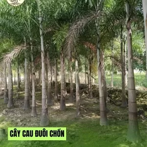 Cây Cau Đuôi Chồn Lóng