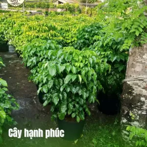 Cây Hạnh Phúc