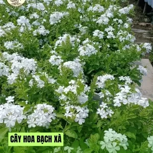 Cây Bạch Xà C10