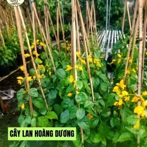 Cây Lan Hoàng Dương