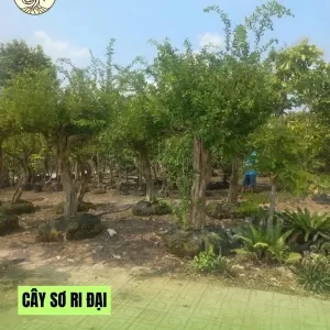 Cây Sơ Ri Đại 70 Hoành