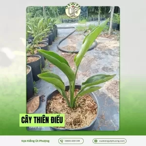 Cây Thiên Điểu