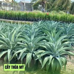 Cây Thùa Mỹ