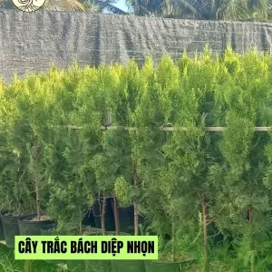 Cây Trắc Bách Diệp Nhọn