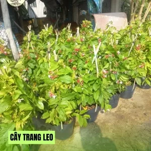 Cây Trang Leo