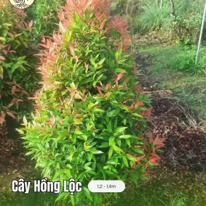 Cây Hồng Lộc