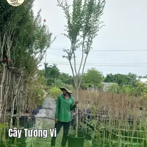 Cây Tường Vi