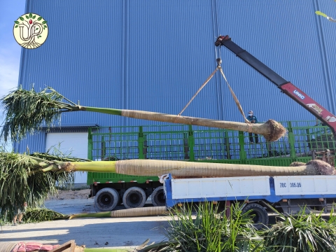 Hình ảnh thực tế dự án Nhà máy Jinyu Tire Việt Nam - Tây Ninh