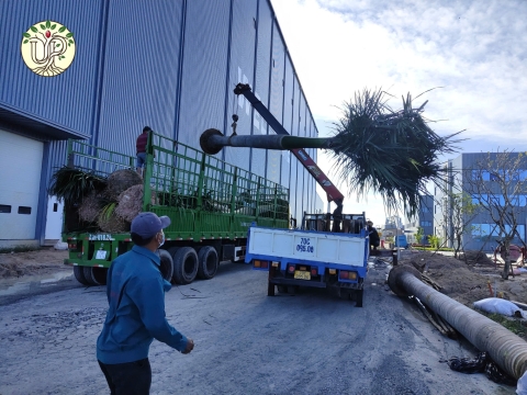 Hình ảnh thực tế dự án Nhà máy Jinyu Tire Việt Nam - Tây Ninh