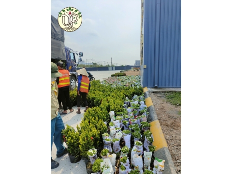 Hình ảnh thực tế dự án Nhà máy Jinyu Tire Việt Nam - Tây Ninh