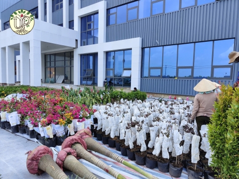 Hình ảnh thực tế dự án Nhà máy Jinyu Tire Việt Nam - Tây Ninh