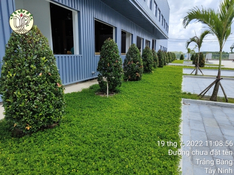Hình ảnh thực tế dự án Nhà máy Jinyu Tire Việt Nam - Tây Ninh