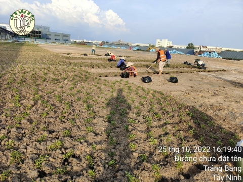 Hình ảnh thực tế dự án Nhà máy Jinyu Tire Việt Nam - Tây Ninh