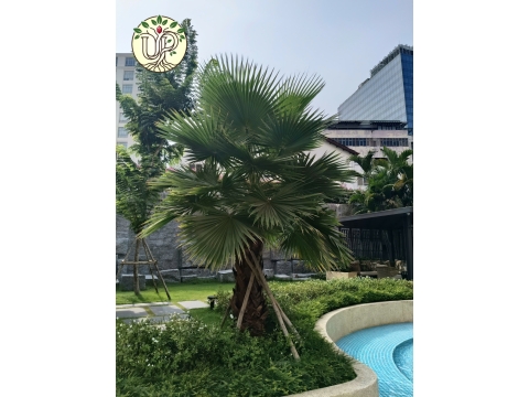 Hình Ảnh Thực Tế Dự Án Lotte Sài Gòn