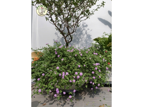 Hình Ảnh Thi Công Cây Công Trình Biệt Thự Trảng Bom