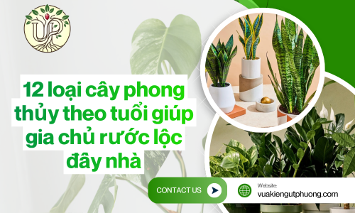 12 loại cây phong thủy theo tuổi giúp gia chủ rước lộc đầy nhà