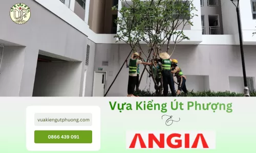 An Gia Garden và hành trình kiến tạo không gian xanh cùng Vựa Kiểng Út Phượng