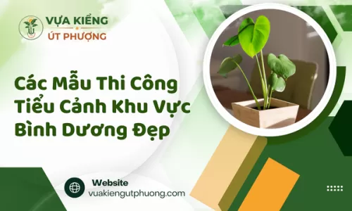 Các Mẫu Thi Công Tiểu Cảnh Khu Vực Bình Dương Đẹp