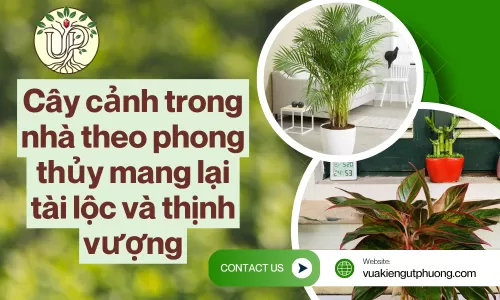 Cây cảnh trong nhà theo phong thủy mang lại tài lộc và thịnh vượng