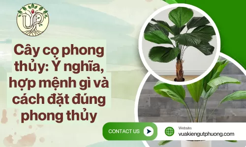 Cây cọ phong thủy: Ý nghĩa, hợp mệnh gì và cách đặt đúng phong thủy