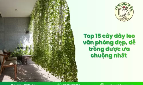 Top 15 cây dây leo văn phòng đẹp, dễ trồng được ưa chuộng nhất    