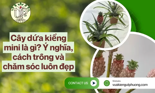 Cây dứa kiểng mini: Ý nghĩa, cách trồng và chăm sóc chuẩn