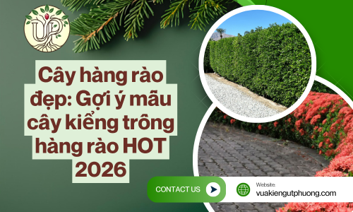 Cây hàng rào đẹp: Gợi ý mẫu cây kiểng trồng hàng rào HOT 2026