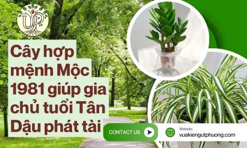 Cây hợp mệnh Mộc 1981 giúp gia chủ tuổi Tân Dậu phát tài