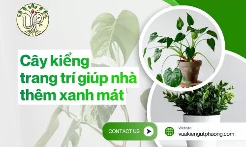 Cây kiểng trang trí giúp nhà thêm xanh mát