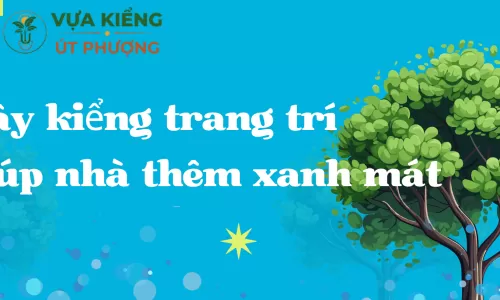 Cây kiểng trang trí giúp nhà thêm xanh mát