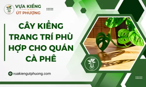 Cây Kiểng Trang Trí Phù Hợp Cho Quán Cà Phê