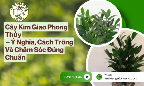 Cây Kim Giao Phong Thủy – Ý Nghĩa, Cách Trồng Và Chăm Sóc Đúng Chuẩn