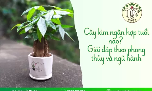 Cây kim ngân hợp tuổi nào? Giải đáp theo phong thủy và ngũ hành
