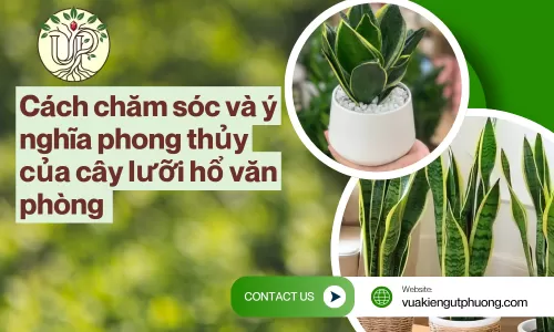 Cách chăm sóc và ý nghĩa phong thủy của cây lưỡi hổ văn phòng 