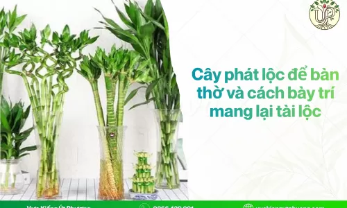 Cây phát lộc để bàn thờ và cách bày trí mang lại tài lộc
