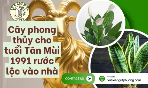 Cây phong thủy cho tuổi tân mùi 1991 rước lộc vào nhà