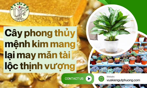 Cây phong thủy mệnh kim mang lại may mắn tài lộc thịnh vượng
