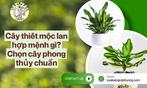 Cây thiết mộc lan hợp mệnh gì? Chọn cây phong thủy chuẩn