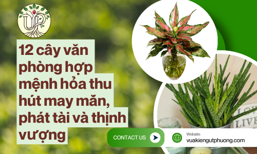 12 cây văn phòng hợp mệnh hỏa thu hút may mắn, phát tài và thịnh vượng