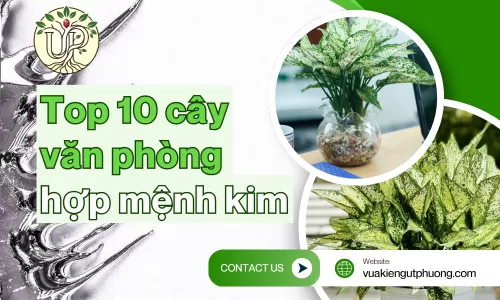 10+ cây văn phòng hợp mệnh kim mang đến tài lộc, may mắn
